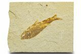 Detailed Fossil Fish (Knightia) - Wyoming #329721-1